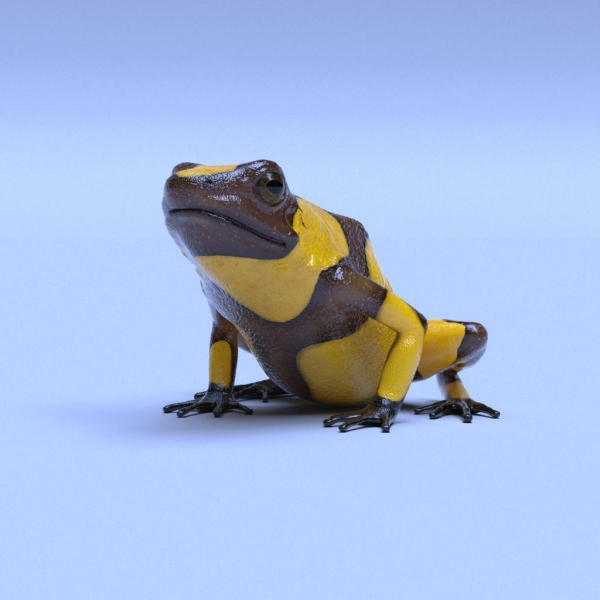 Harlequin Poison Dart Frog