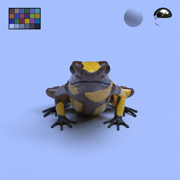 Harlequin Poison Dart Frog