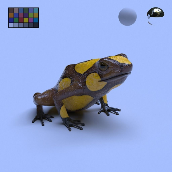 Harlequin Poison Dart Frog