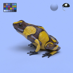 Harlequin Poison Dart Frog