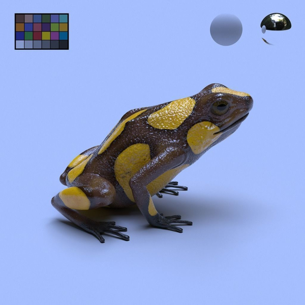 Harlequin Poison Dart Frog