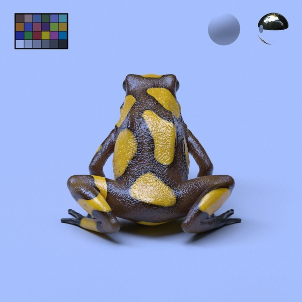 Harlequin Poison Dart Frog