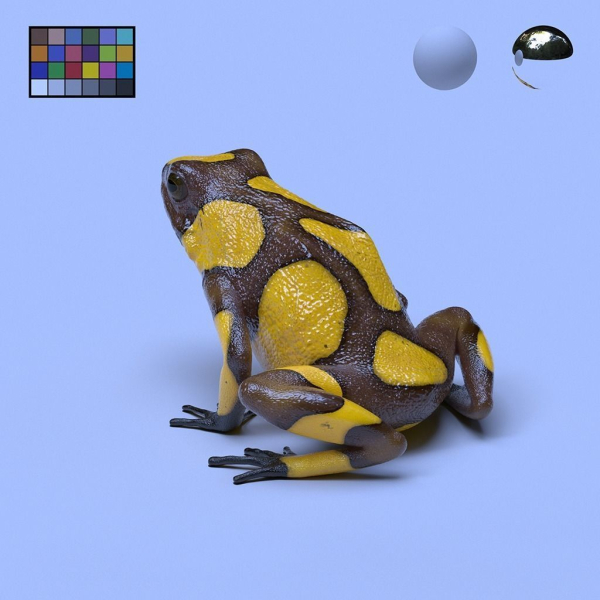 Harlequin Poison Dart Frog