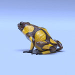 Harlequin Poison Dart Frog