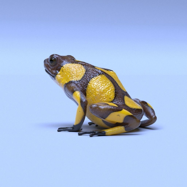 Harlequin Poison Dart Frog