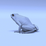 Harlequin Poison Dart Frog
