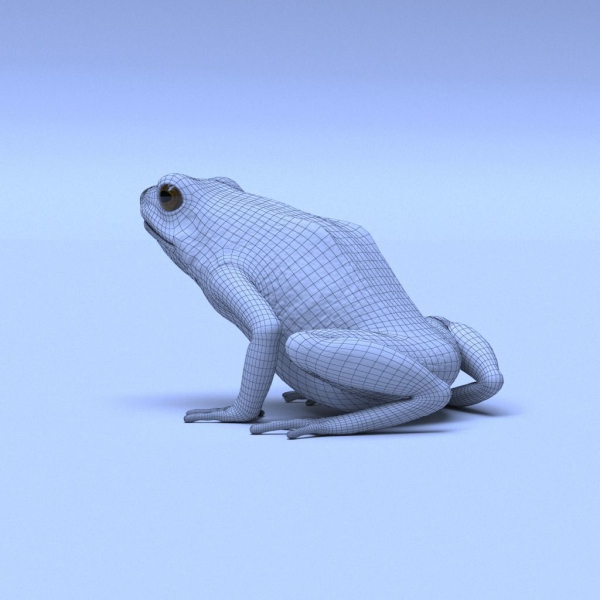 Harlequin Poison Dart Frog