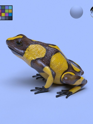 Harlequin Poison Dart Frog