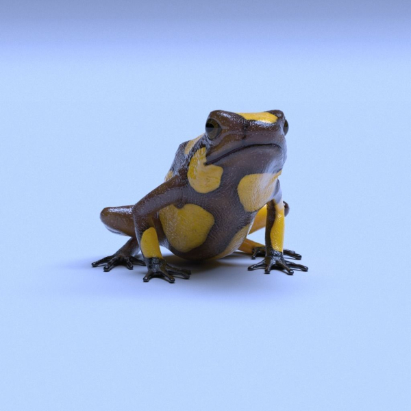 Harlequin Poison Dart Frog