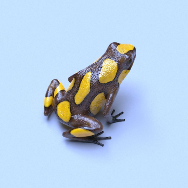 Harlequin Poison Dart Frog