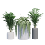 Havalo three potted plants