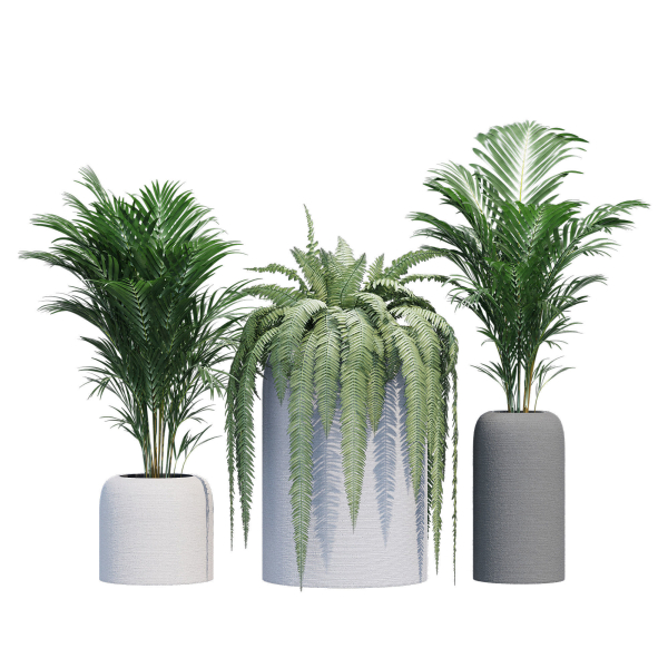 Havalo three potted plants
