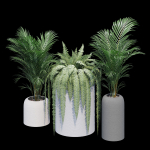 Havalo three potted plants