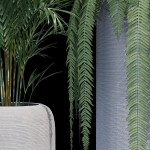Havalo three potted plants
