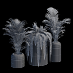 Havalo three potted plants