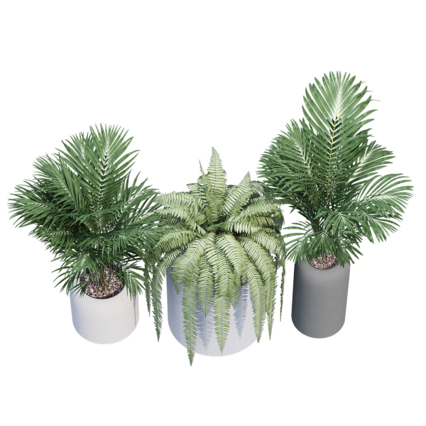 Havalo three potted plants