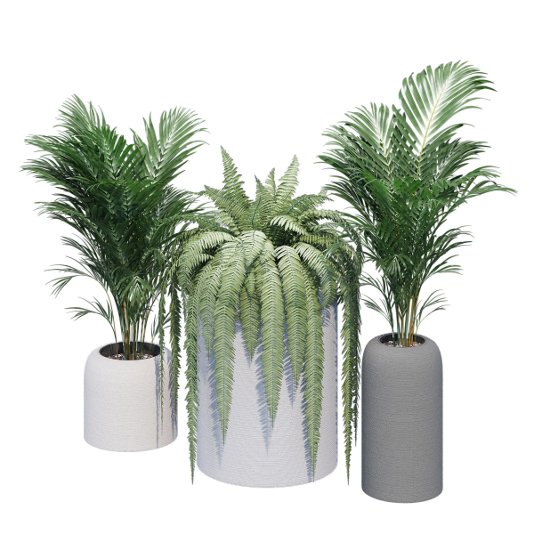 Havalo three potted plants