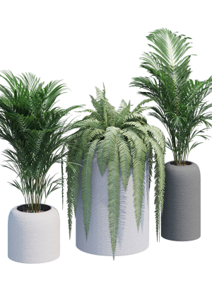 Havalo three potted plants