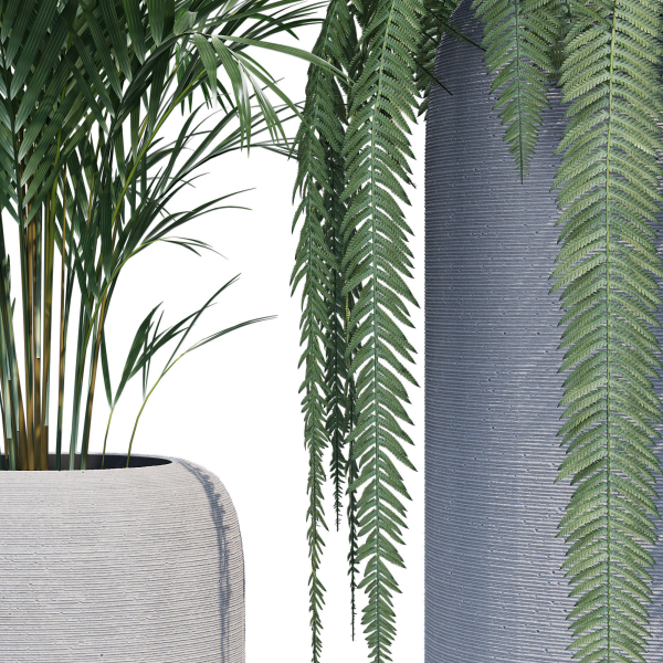 Havalo three potted plants