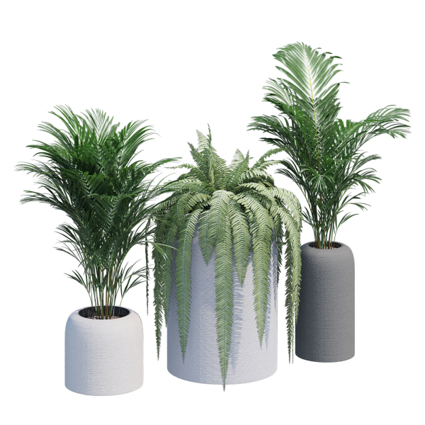 Havalo three potted plants
