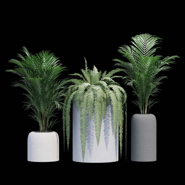 Havalo three potted plants
