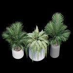 Havalo three potted plants