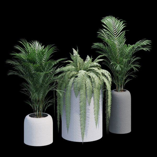Havalo three potted plants