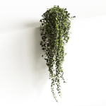 Hedera helix wonder long