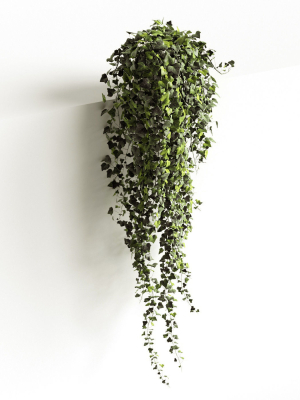 hedera-helix-wonder-long-3d-model-max-obj-fbx