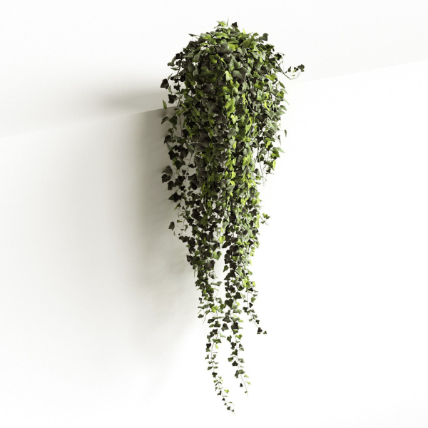 Hedera helix wonder long
