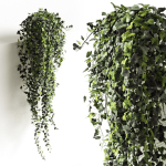 Hedera helix wonder long