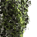 Hedera helix wonder long