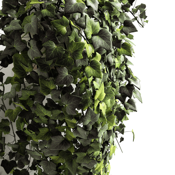 Hedera helix wonder long