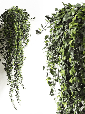 Hedera helix wonder long