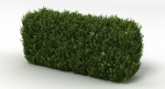 Hedge