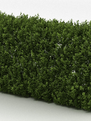 hedge-3d-model-max-obj-fbx