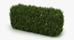 Hedge