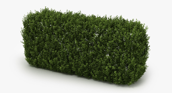 Hedge