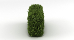 Hedge