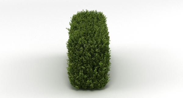 Hedge