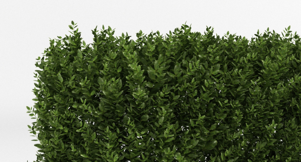 Hedge