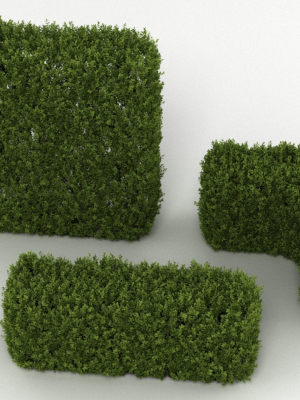 Hedge