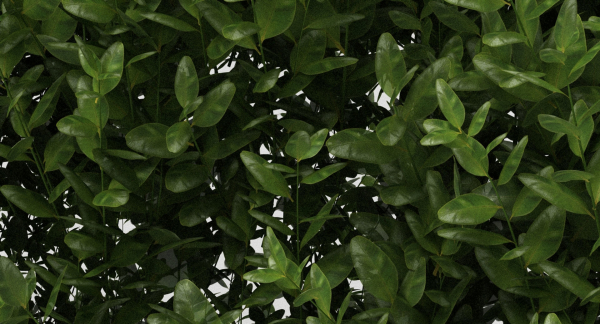 Hedge