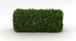 Hedge