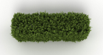 Hedge
