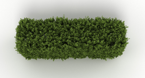 Hedge