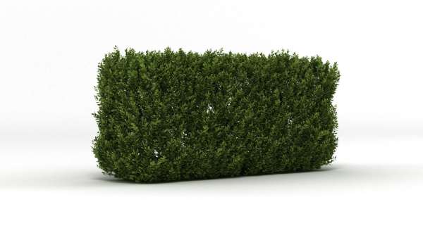 Hedge