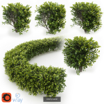 Hedge shrubs vol 1