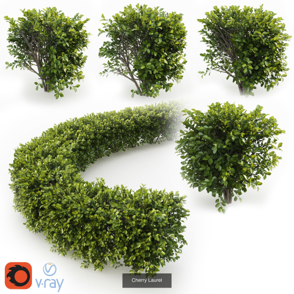 Hedge shrubs vol 1