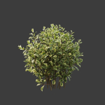 Hedge shrubs vol 1